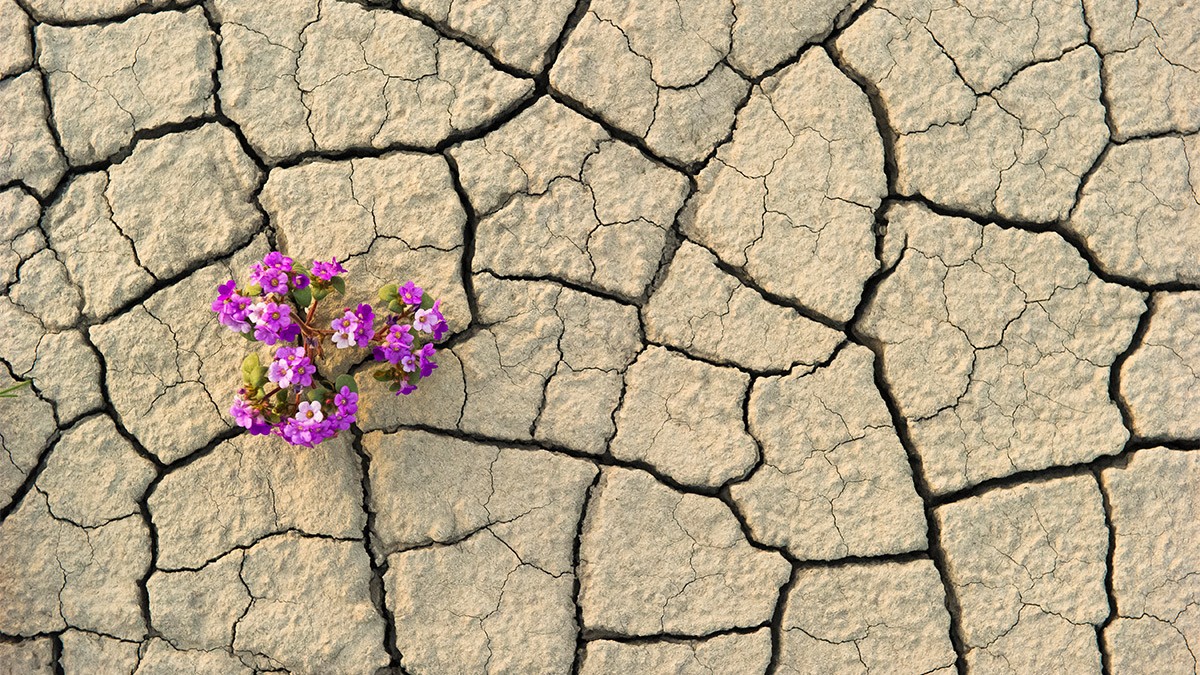 What resilience really is in organizations 
